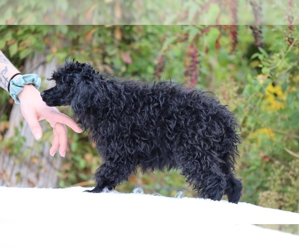 Medium Photo #24 Poodle (Toy) Puppy For Sale in DYERSBURG, TN, USA