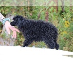 Small #23 Poodle (Toy)