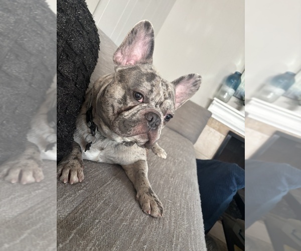 Medium Photo #1 French Bulldog Puppy For Sale in VIRGINIA BEACH, VA, USA