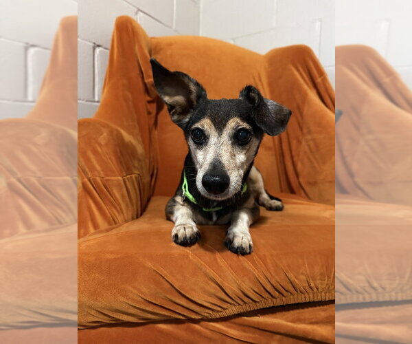 Medium Photo #11 Dachshund-Unknown Mix Puppy For Sale in San Leon, TX, USA