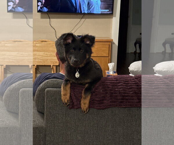 Medium Photo #1 German Shepherd Dog Puppy For Sale in McDonough, GA, USA