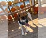 Small Photo #9 Mutt Puppy For Sale in North Myrtle Beach, SC, USA