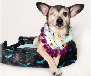 Olive - Female Chihuahua-Unknown Mix Dog for Adoption - Photo #5