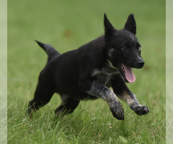 Medium Photo #1 Mutt Puppy For Sale in Mechanicsburg, PA, USA