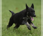 Small Mutt