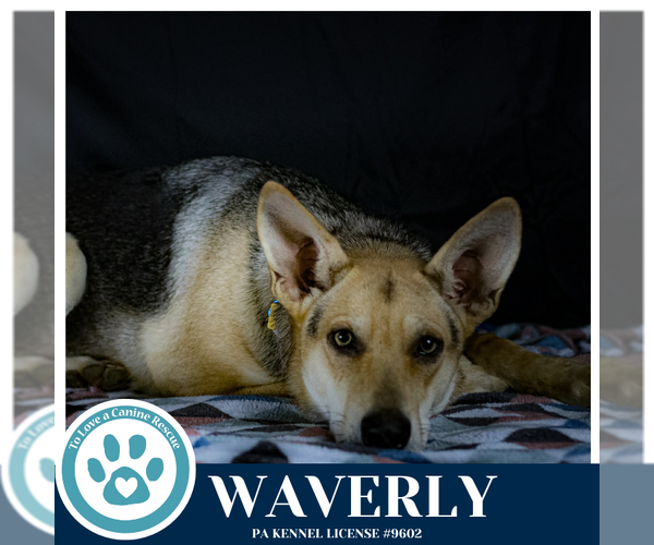 Medium Photo #5 German Shepherd Dog-Unknown Mix Puppy For Sale in Kimberton, PA, USA