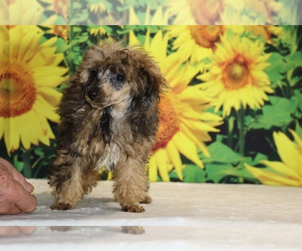 Medium Photo #28 Poodle (Toy) Puppy For Sale in DYERSBURG, TN, USA