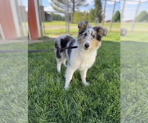 Collie Puppy for sale in ALLEN, MI, USA