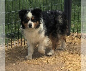 Father of the Miniature Australian Shepherd puppies born on 07/02/2025