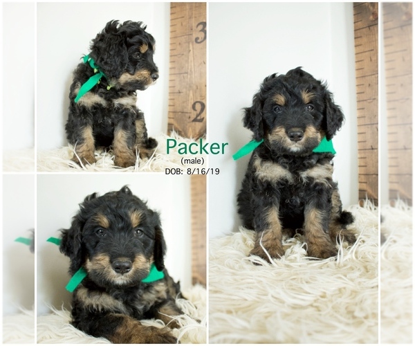 Medium Photo #6 Bernedoodle Puppy For Sale in FLOYD, IA, USA