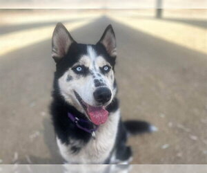 Siberian Husky Dogs for adoption in Martinez, CA, USA
