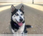 Small Siberian Husky