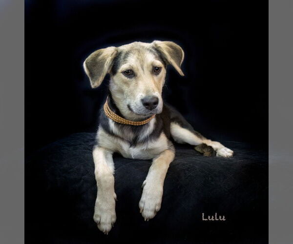 Medium Photo #2 Mutt Puppy For Sale in Hot Springs Village, AR, USA
