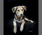 Small #1 Mutt