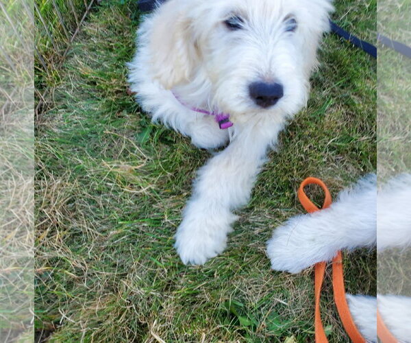 Medium Photo #1 Pyredoodle Puppy For Sale in Croydon, NH, USA