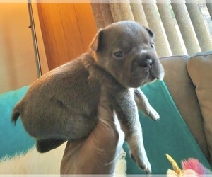 French Bulldog Puppy for sale in LANCASTER JUNCTION, PA, USA