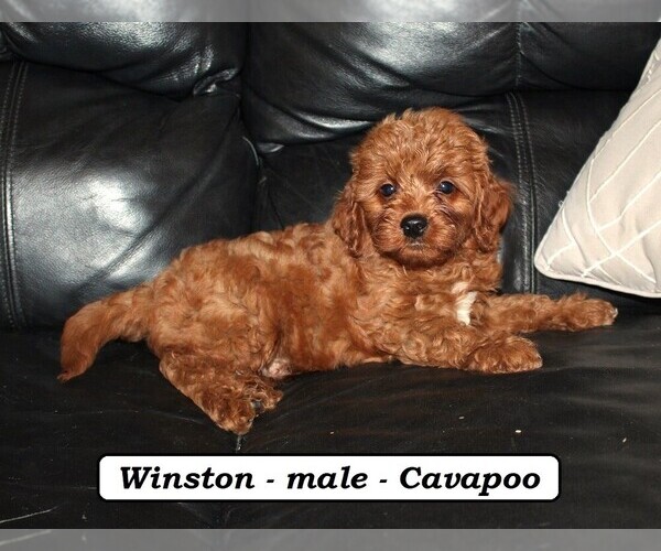 Medium Photo #2 Cavapoo Puppy For Sale in CLARKRANGE, TN, USA