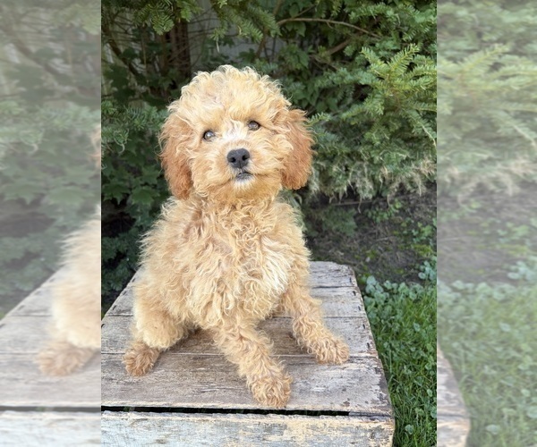 Medium Photo #2 Cockapoo (Miniature) Puppy For Sale in MIDDLEBURY, IN, USA