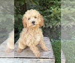 Jane - Female Cockapoo (Miniature) Puppy for Sale - Photo #2