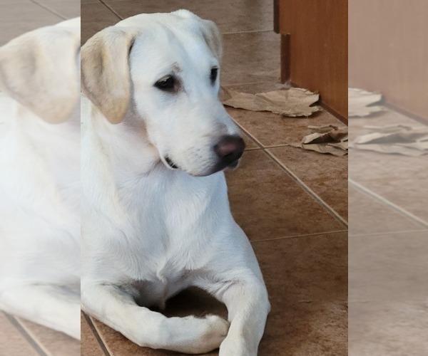 Medium Photo #10 Labrador Retriever Puppy For Sale in GOLD CANYON, AZ, USA