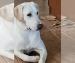 Small #9 Labrador Retriever