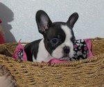 Small #4 Faux Frenchbo Bulldog
