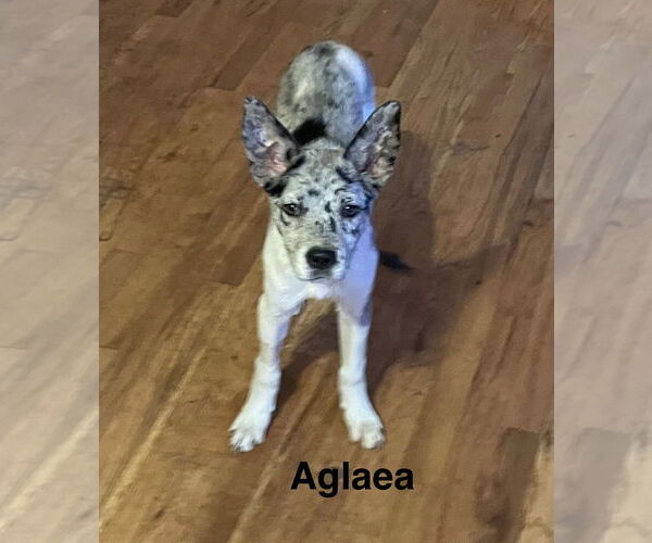 Medium Photo #1 Catahoula Bulldog Puppy For Sale in Topeka, KS, USA