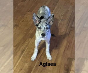 Catahoula Bulldog Dogs for adoption in Topeka, KS, USA