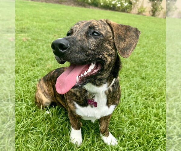 Medium Photo #9 Mutt Puppy For Sale in San Juan Capistrano, CA, USA