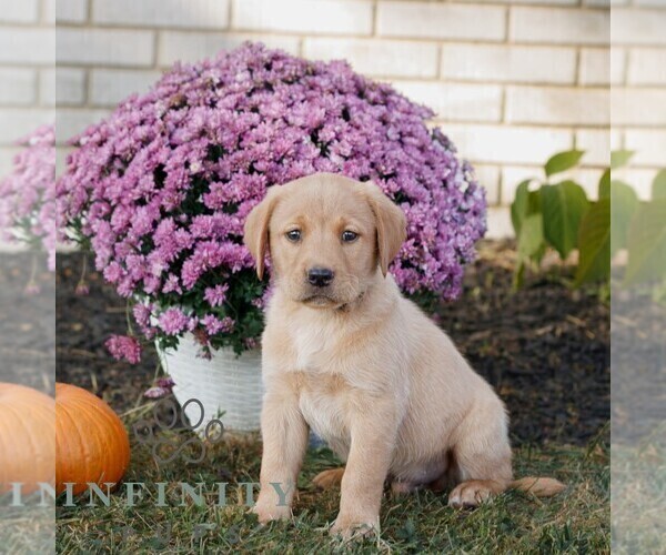Medium Photo #3 Labrador Retriever Puppy For Sale in MORGANTOWN, PA, USA