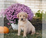 Small #2 Labrador Retriever