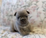 Small #9 French Bulldog