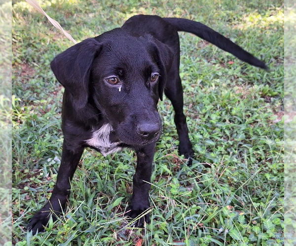 Medium Photo #2 Labrador Retriever-Unknown Mix Puppy For Sale in Wetumpka, AL, USA