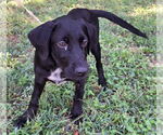 Small #1 Labrador Retriever Mix