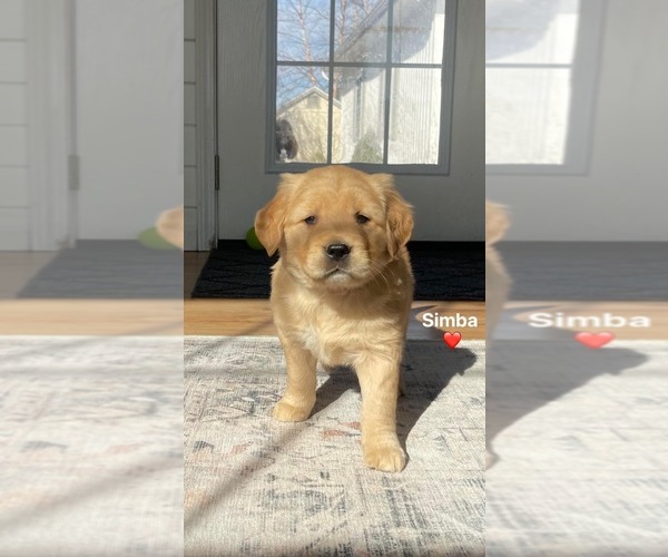 Medium Photo #1 Golden Retriever Puppy For Sale in ANTWERP, NY, USA