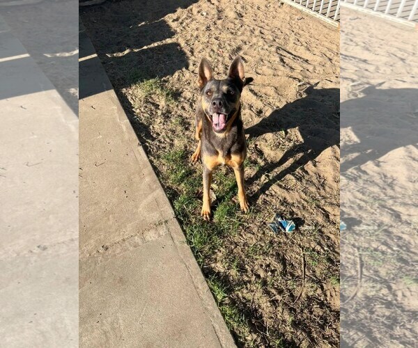 Medium Photo #2 Doberman Pinscher-German Shepherd Dog Mix Puppy For Sale in Los Angeles, CA, USA