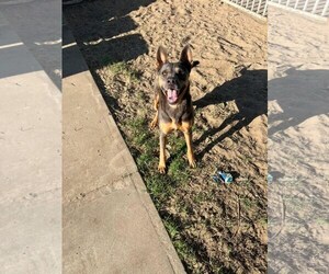 Luna - Female Doberman Pinscher-German Shepherd Dog Mix Dog for Adoption - Photo #2