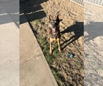 Small #1 Doberman Pinscher-German Shepherd Dog Mix