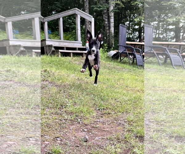 Medium Photo #4 Border Collie-Unknown Mix Puppy For Sale in Duluth, MN, USA