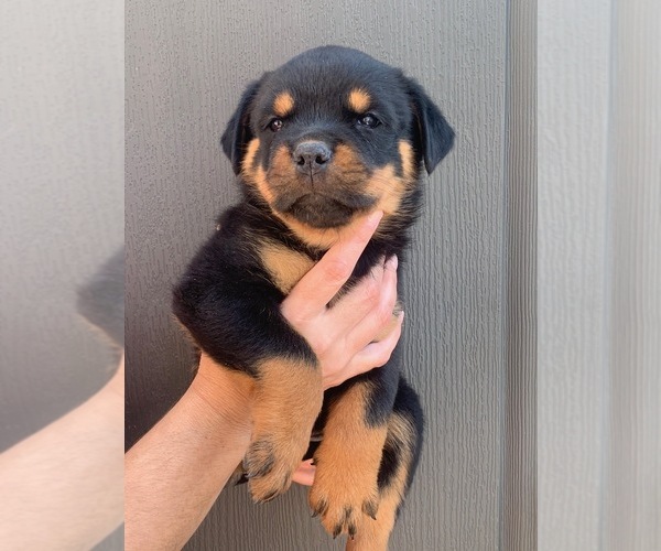 Medium Photo #1 Rottweiler Puppy For Sale in MIAMI, FL, USA