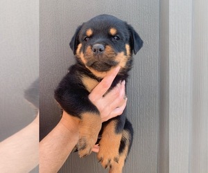Rottweiler Puppy for sale in MIAMI, FL, USA