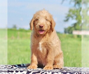 Labradoodle-Poodle (Standard) Mix Puppy for sale in BINO, PA, USA