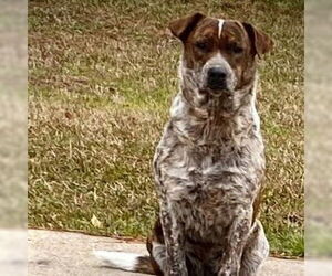 Labrador Retriever-Unknown Mix Dogs for adoption in Rockaway, NJ, USA