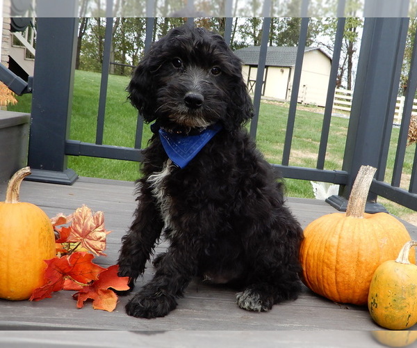Medium Photo #1 Sheepadoodle Puppy For Sale in MILLERSBURG, OH, USA