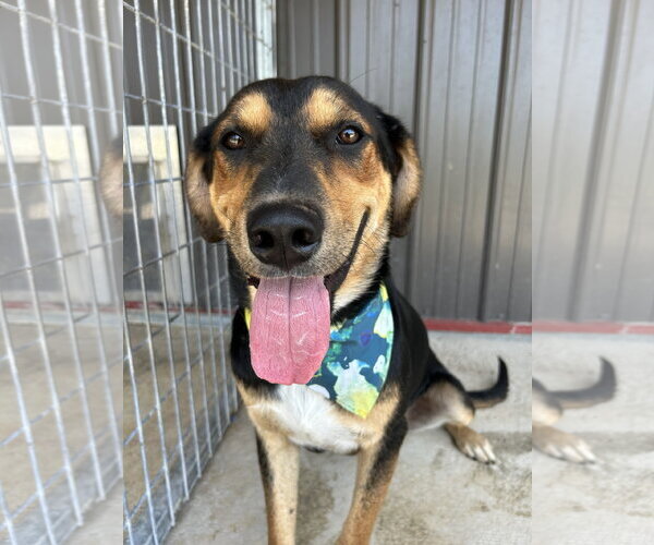 Medium Photo #7 Australian Shepherd-German Shepherd Dog Mix Puppy For Sale in Corning, AR, USA