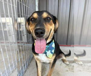 Scotch - Male Australian Shepherd-German Shepherd Dog Mix Dog for Adoption - Photo #7