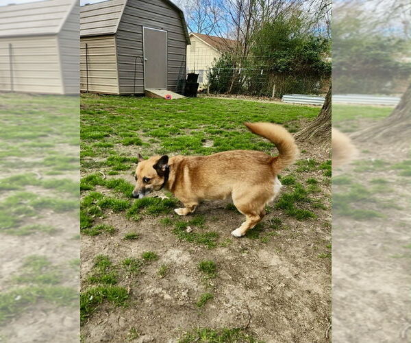 Medium Photo #3 Mutt Puppy For Sale in Boston, MA, USA