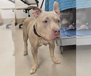 Bulldog Dogs for adoption in Fort Lauderdale, FL, USA