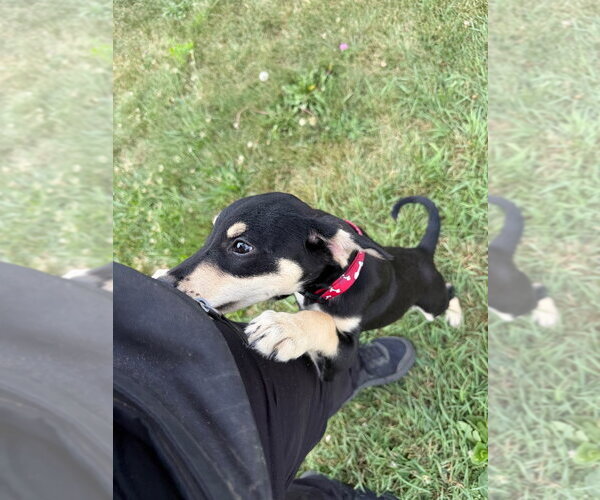Medium Photo #2 Mutt Puppy For Sale in Pierceton , IN, USA