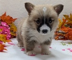 Small #12 Pembroke Welsh Corgi